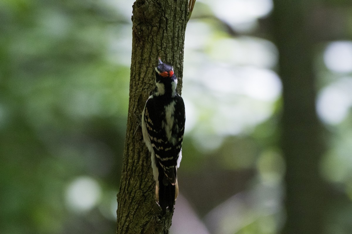 Hairy Woodpecker - ML619066183