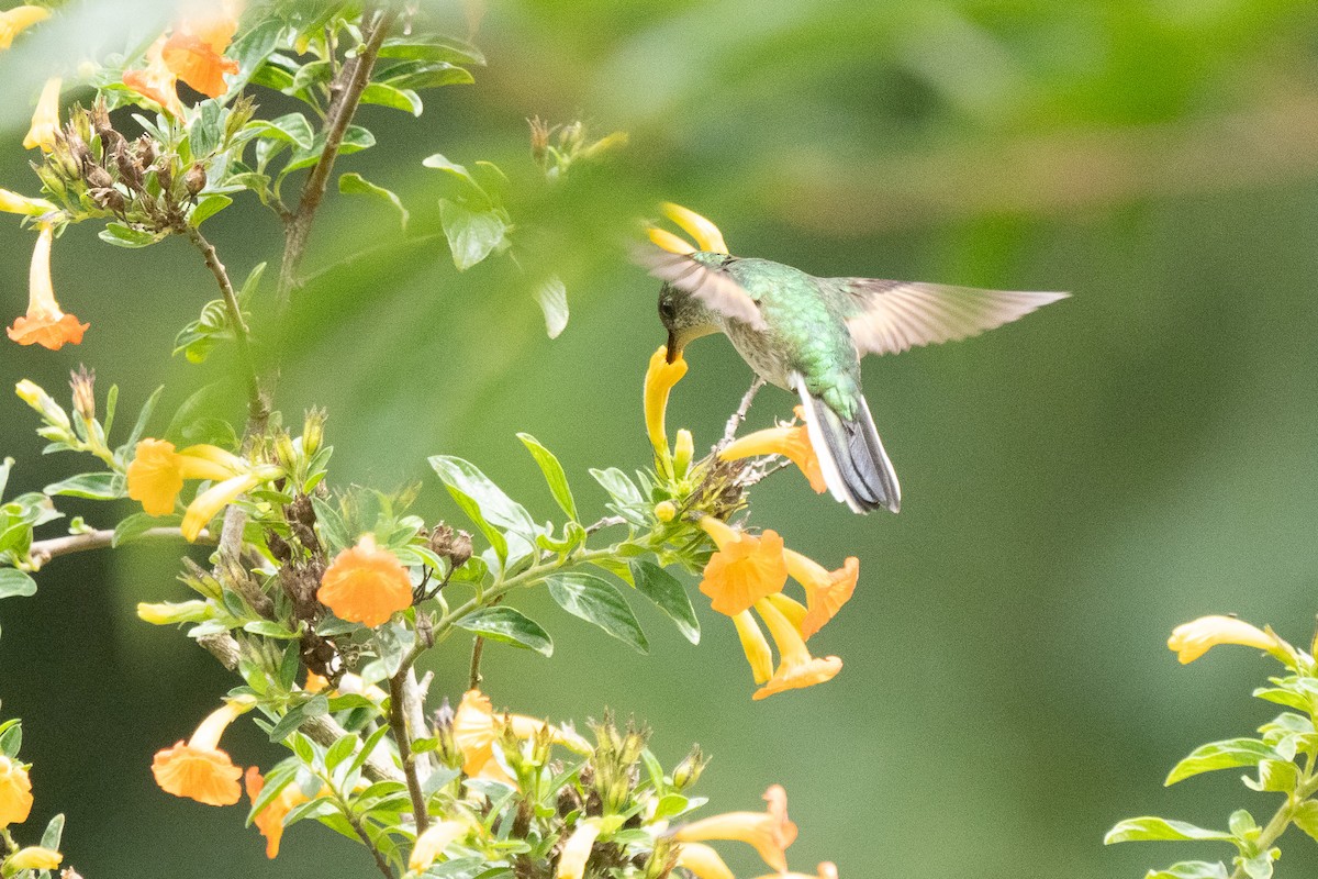 kolibřík zelenopláštíkový - ML619066187