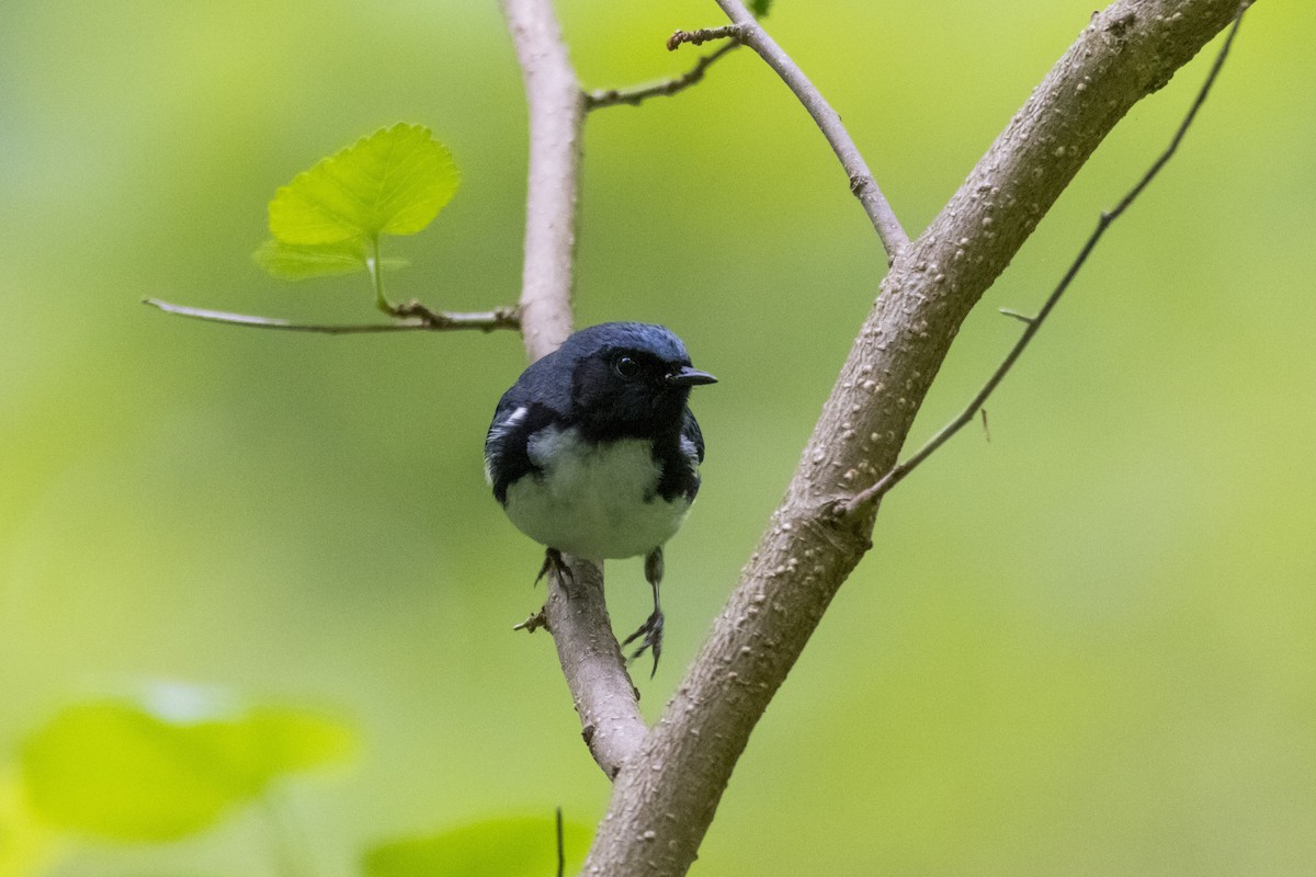Black-throated Blue Warbler - ML619066202