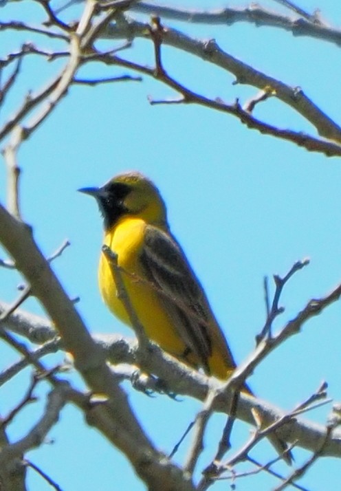Orchard Oriole - ML619066246