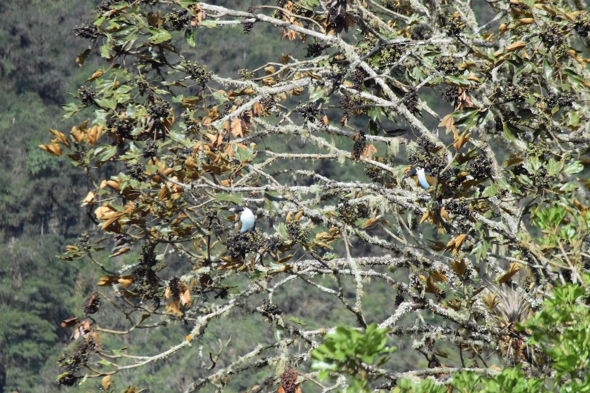 Toucan à bec noir - ML619066302