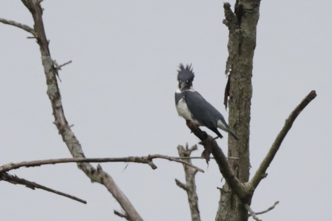 Belted Kingfisher - ML619066311