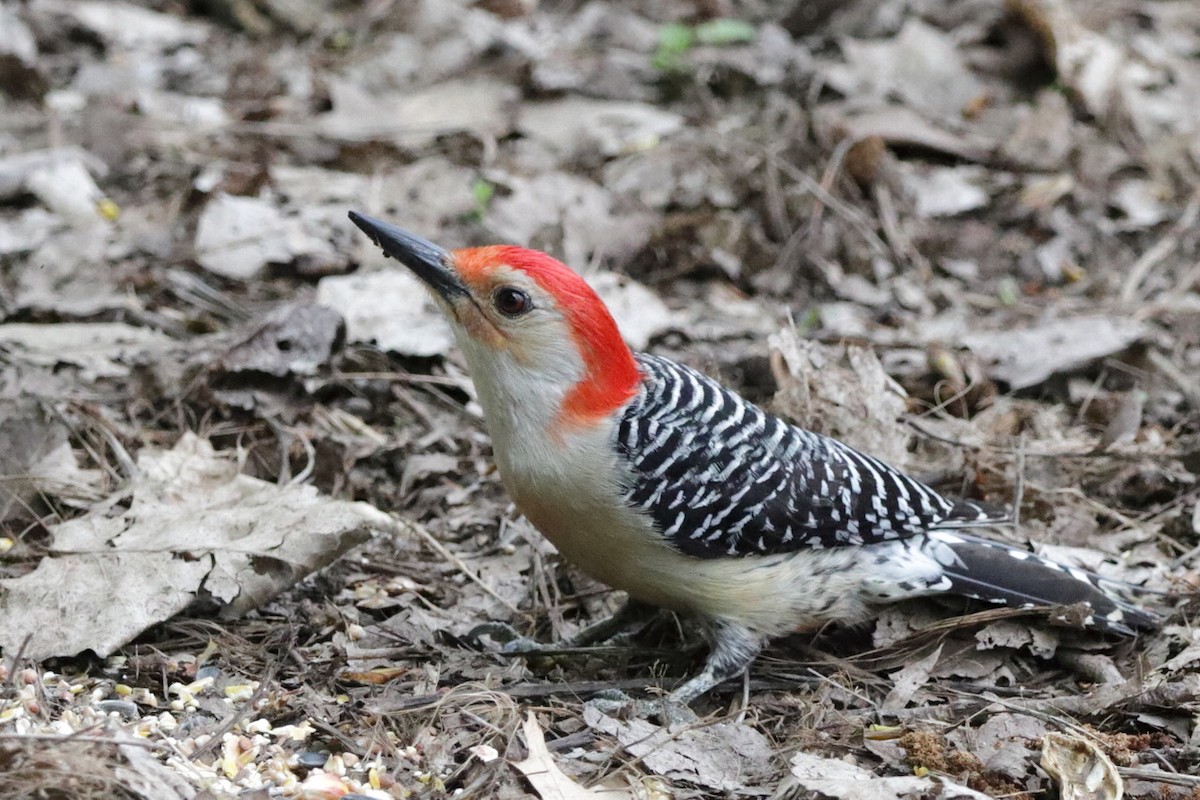 Red-bellied Woodpecker - ML619066320
