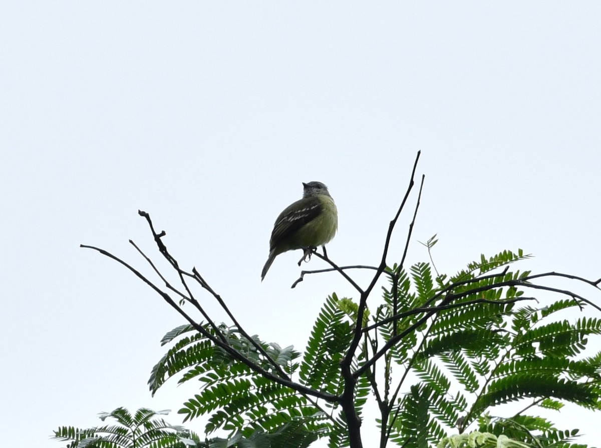 Yellow-crowned Tyrannulet - ML619066323