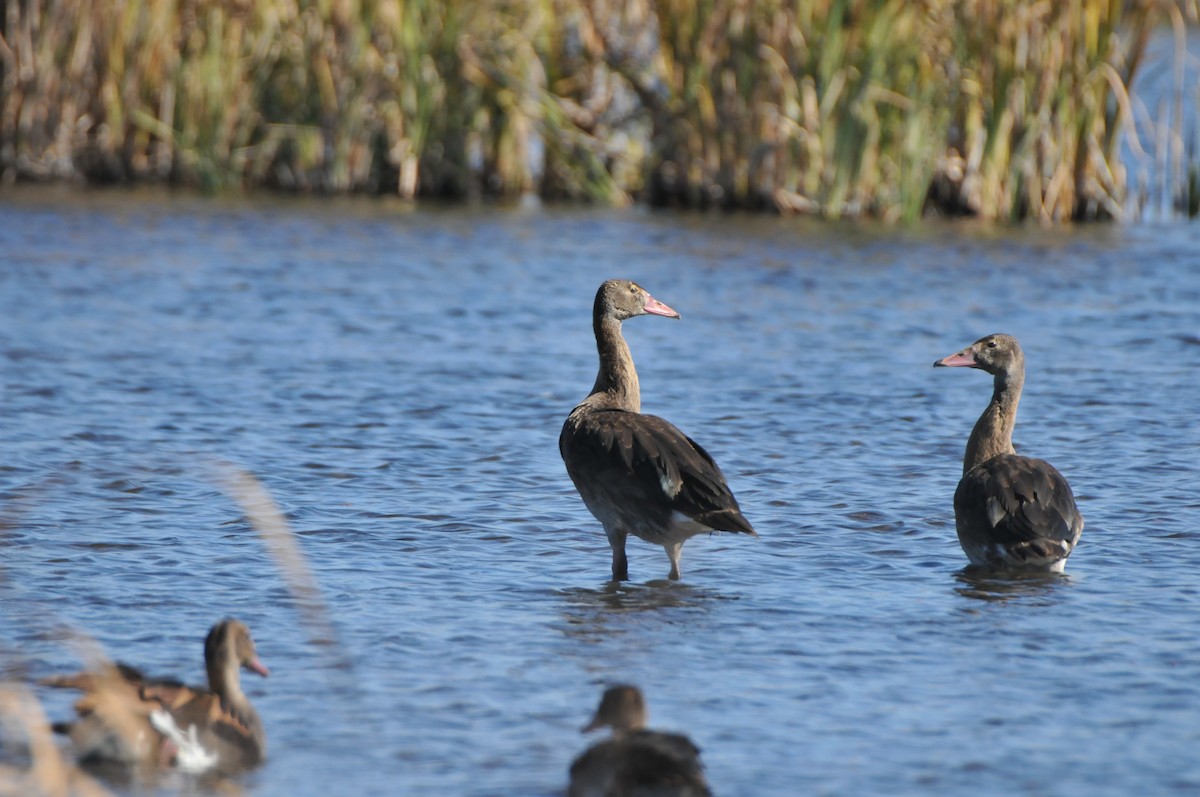 Spur-winged Goose - ML619066369