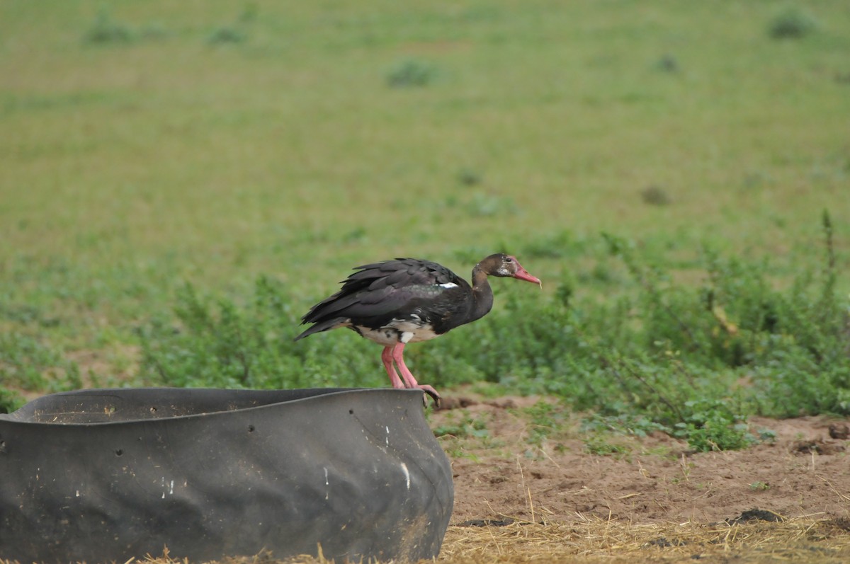 Spur-winged Goose - ML619066370