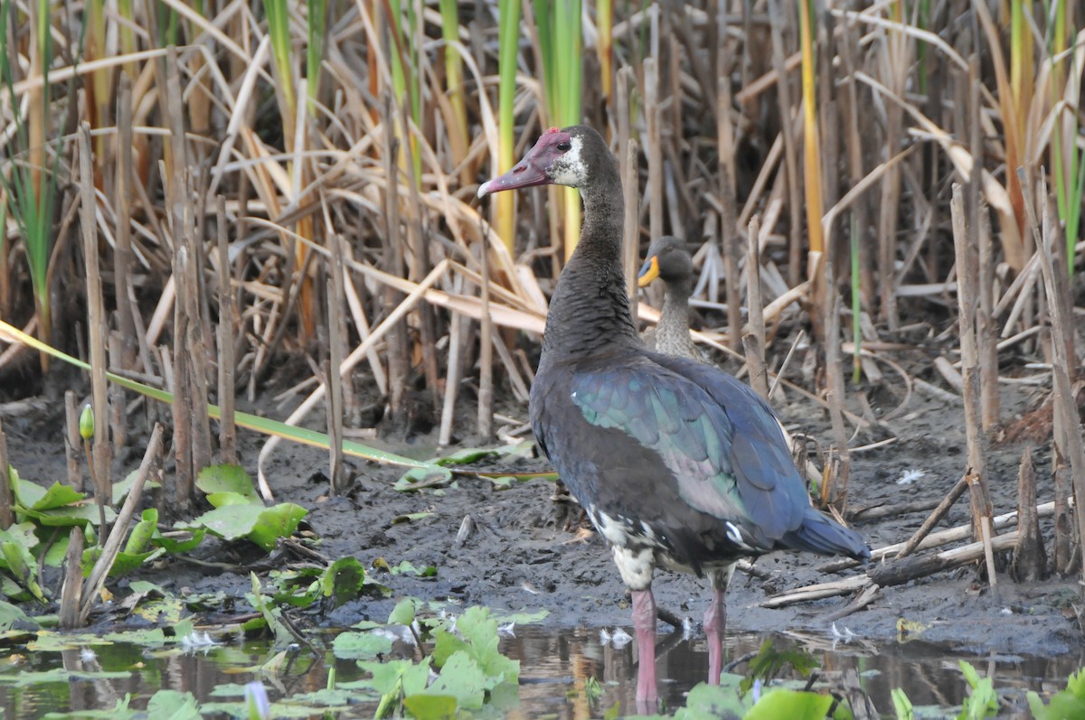 Spur-winged Goose - ML619066371
