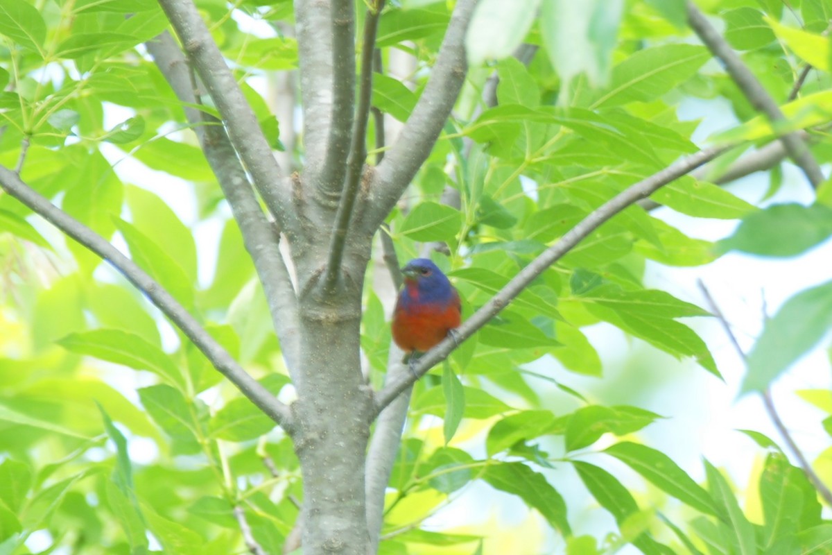 Painted Bunting - ML619066379