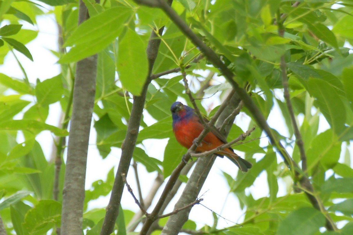Painted Bunting - ML619066384