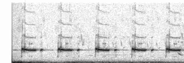 svarthakehonningeter (laetior) (gyllenrygghonningeter) - ML619066413