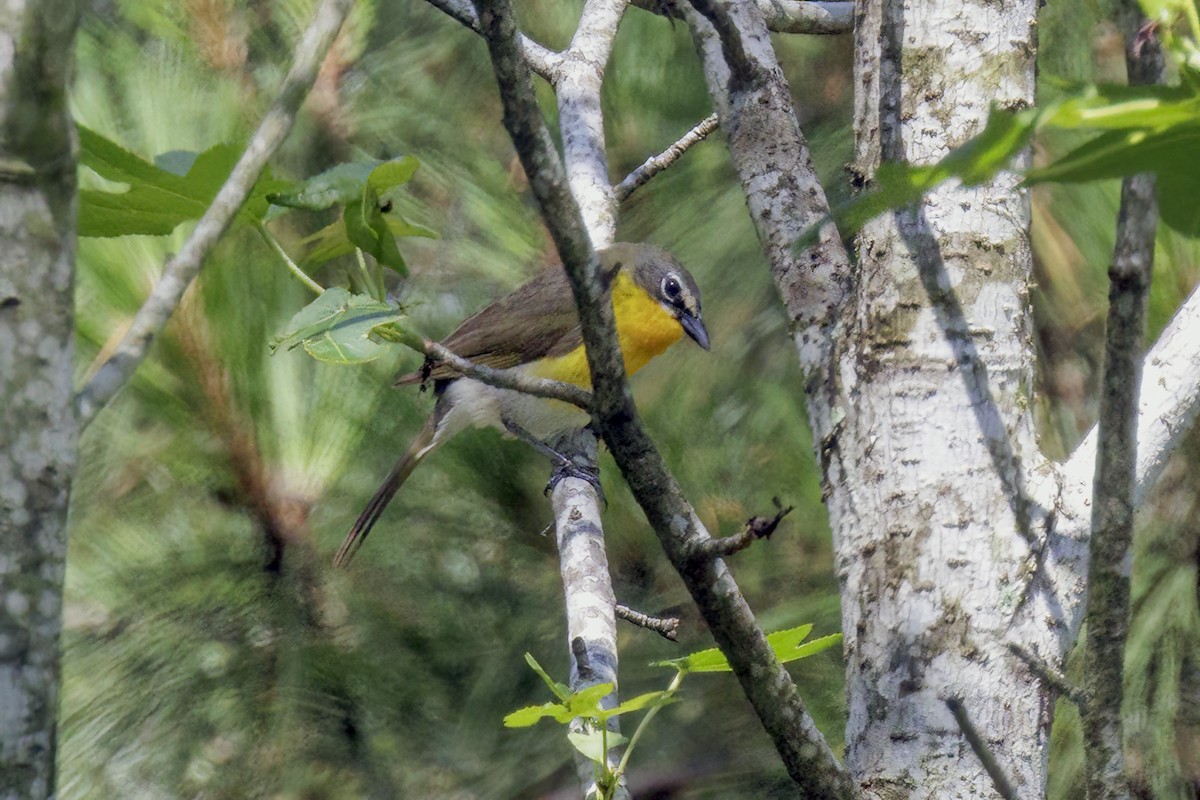 Yellow-breasted Chat - ML619066426