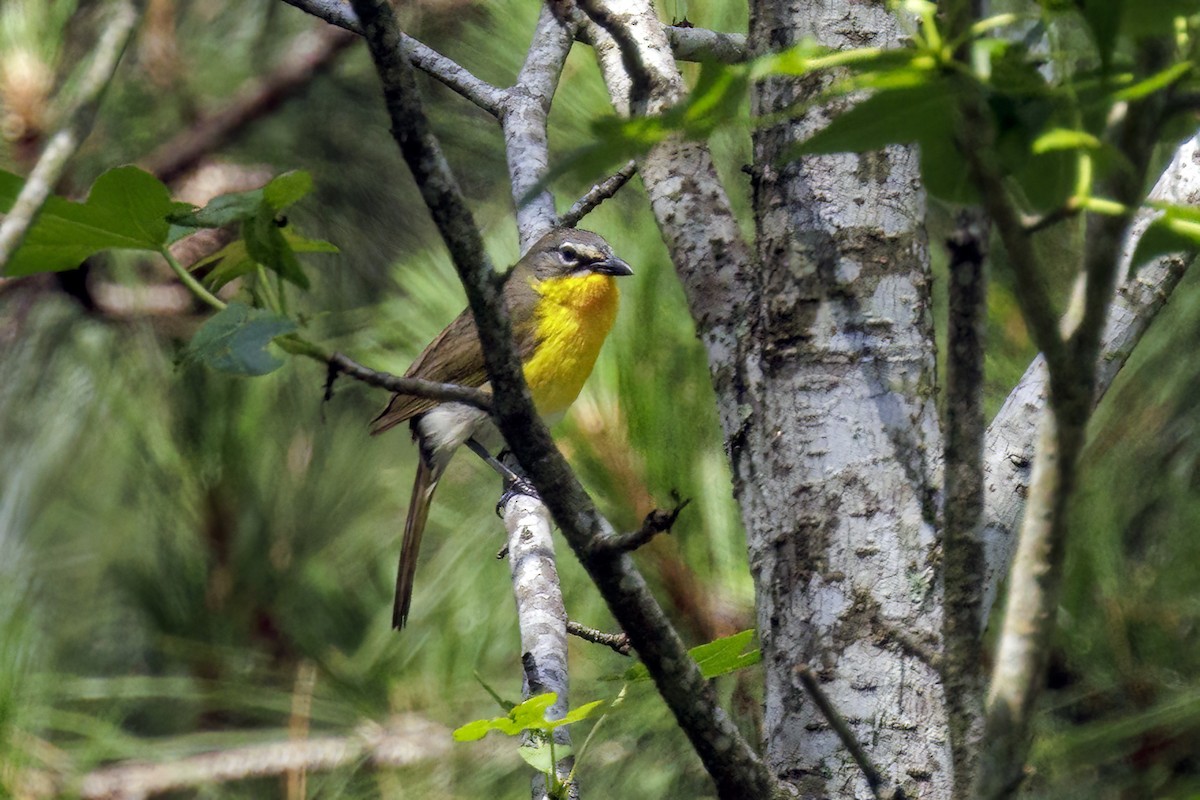 Yellow-breasted Chat - ML619066428