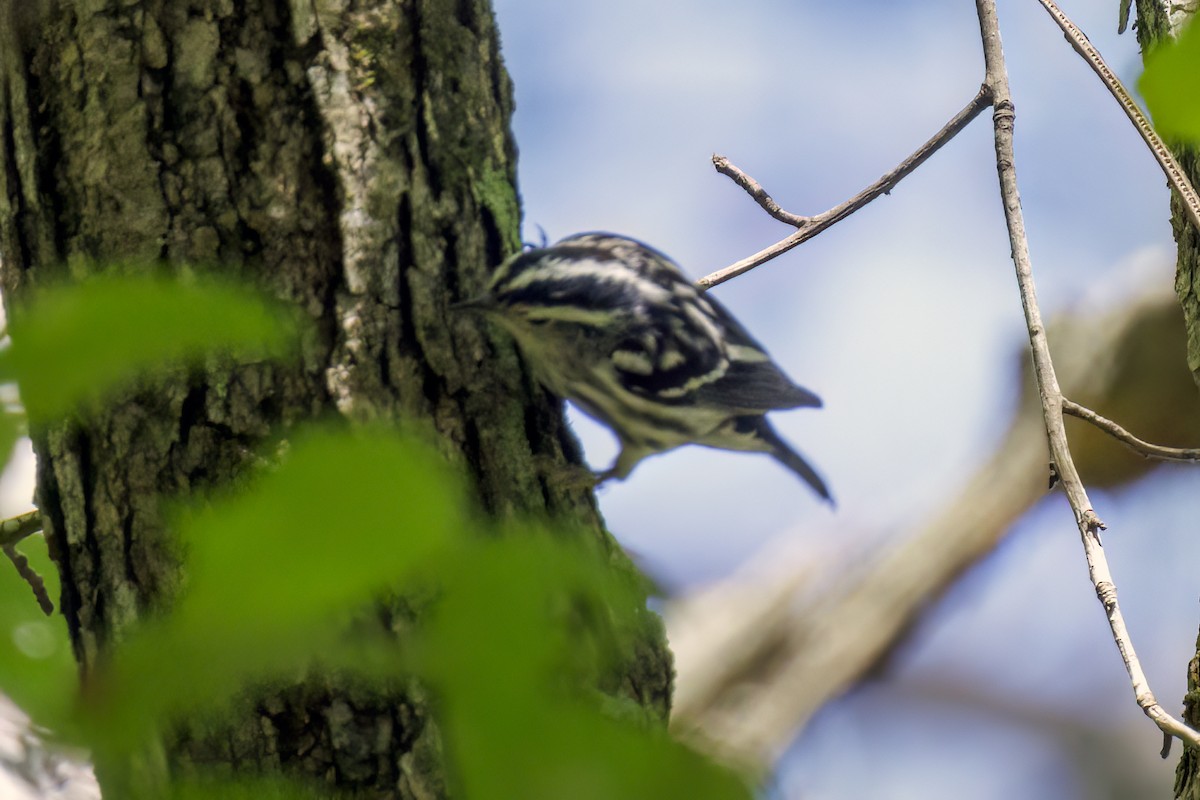 Black-and-white Warbler - ML619066477