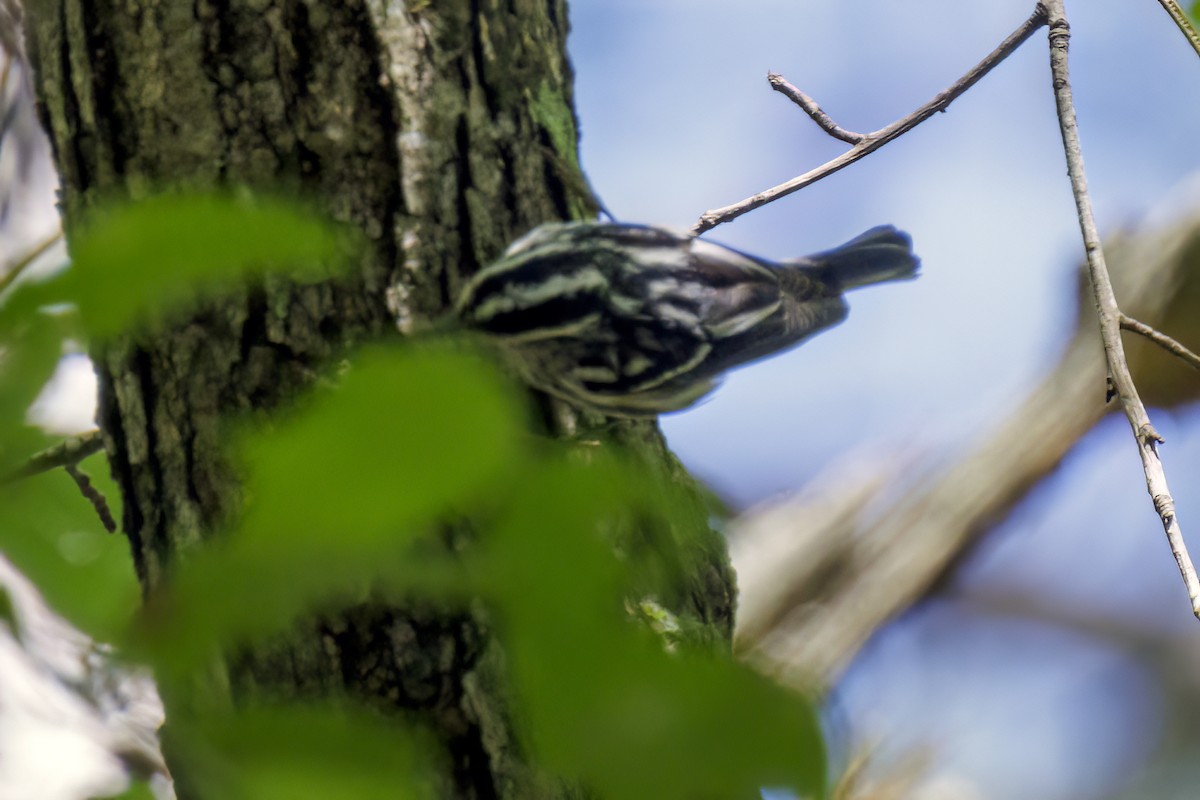 Black-and-white Warbler - ML619066478