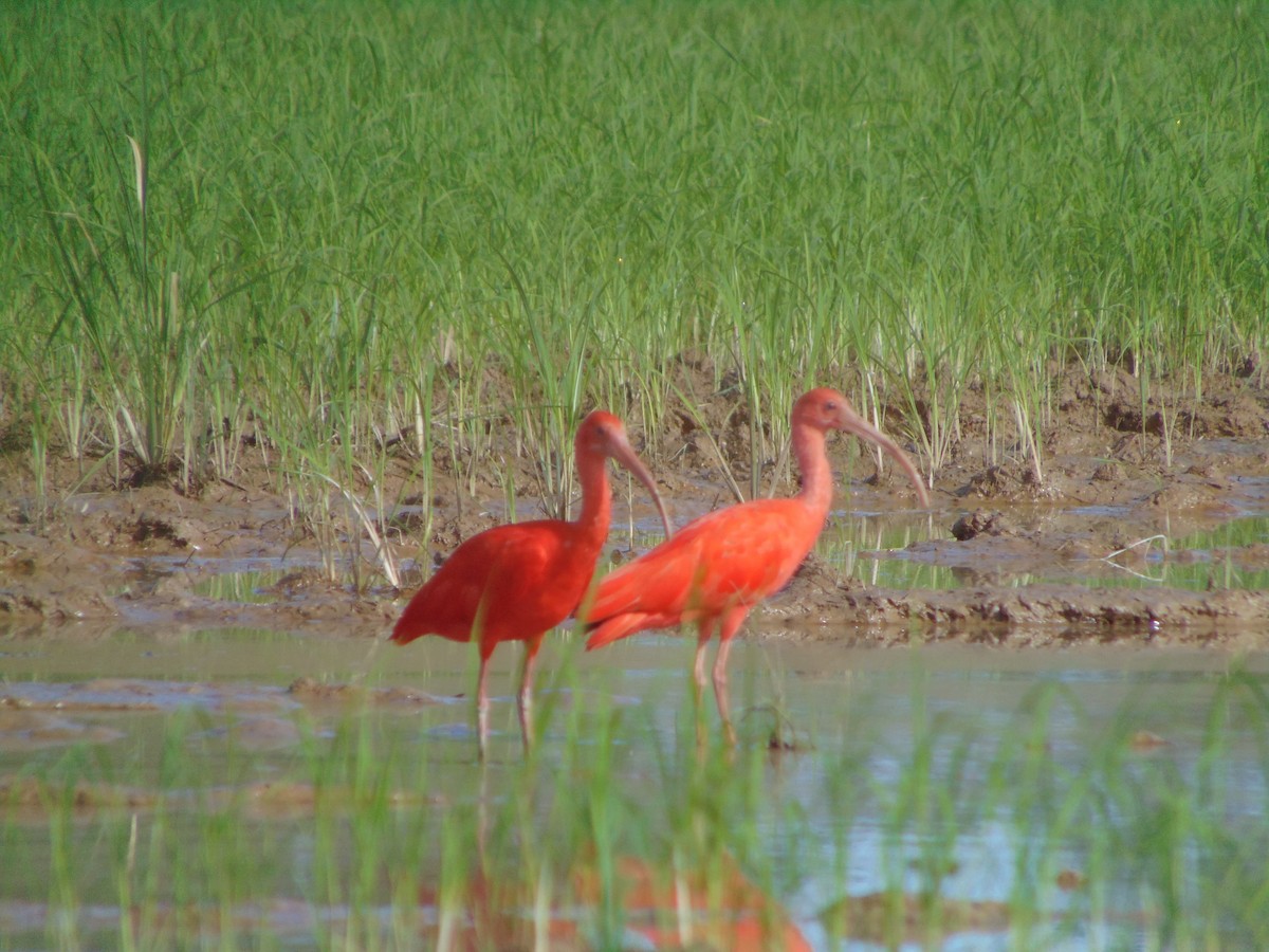 ibis rudý - ML619066520