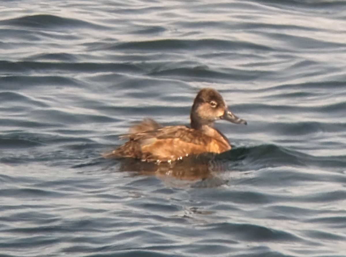 Ring-necked Duck - ML619066576