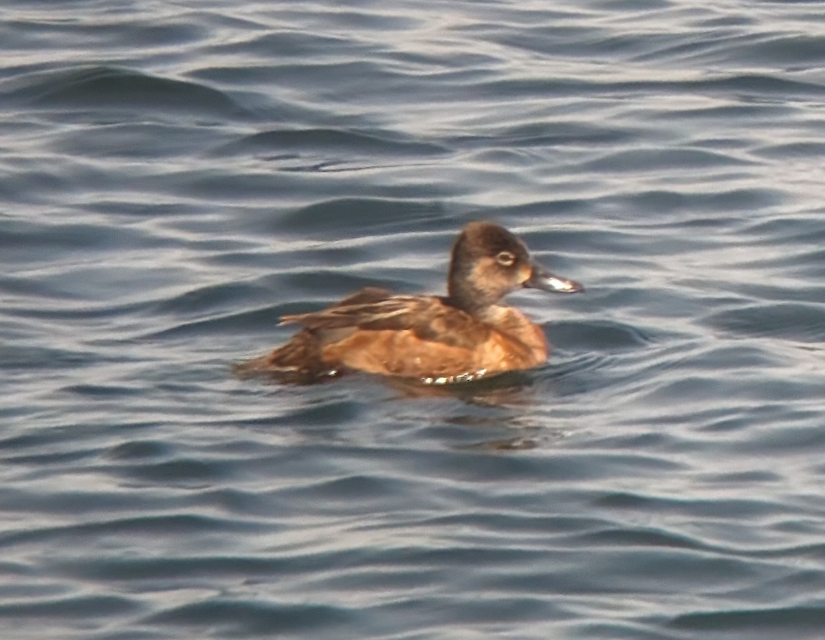 Ring-necked Duck - ML619066578