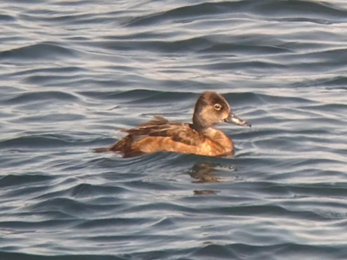 Ring-necked Duck - ML619066579