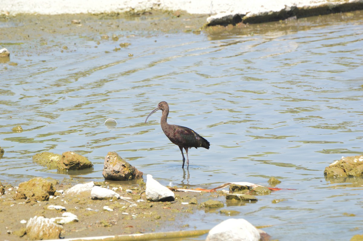 ibis americký - ML619066623