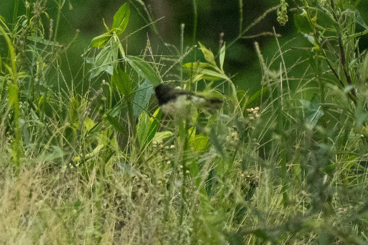 Yellow-bellied Seedeater - ML619066624