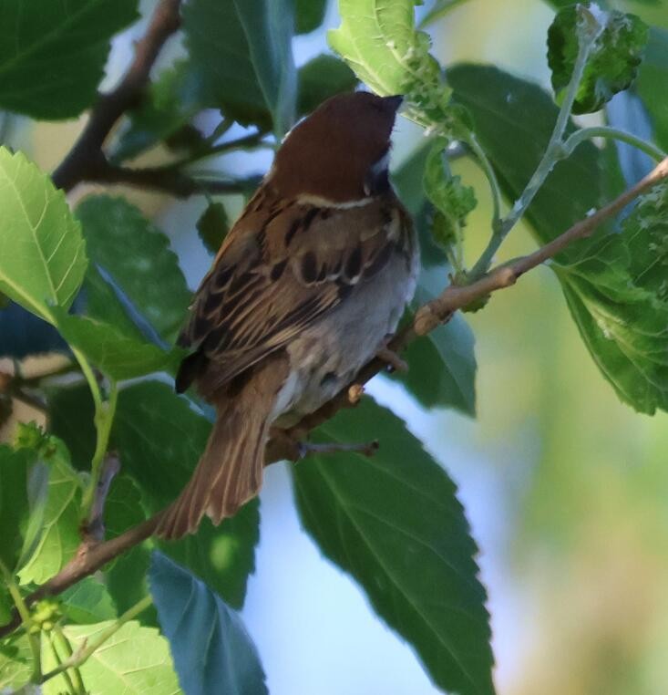 Eurasian Tree Sparrow - ML619066666