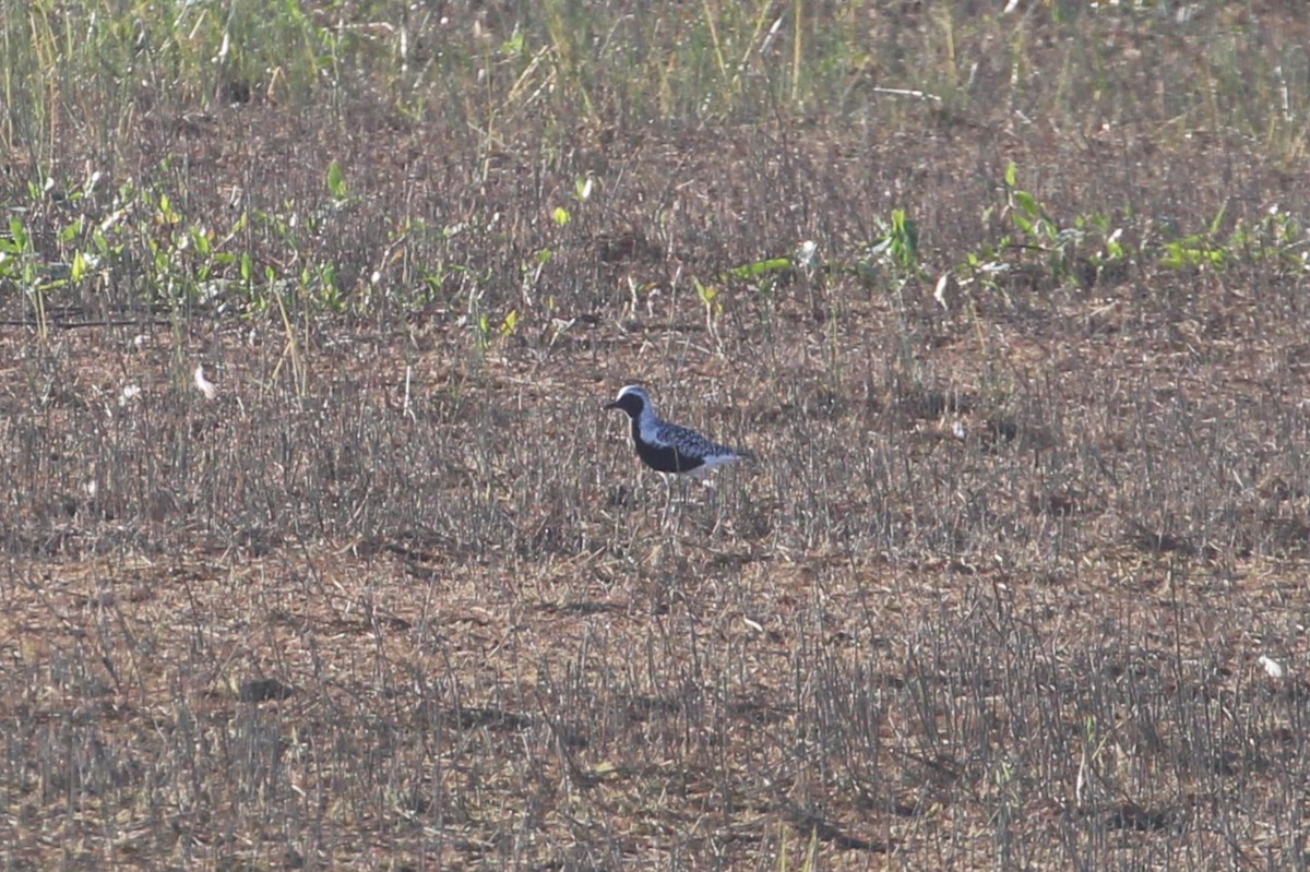 Black-bellied Plover - ML619066673