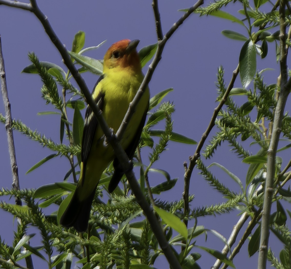 Western Tanager - ML619066700