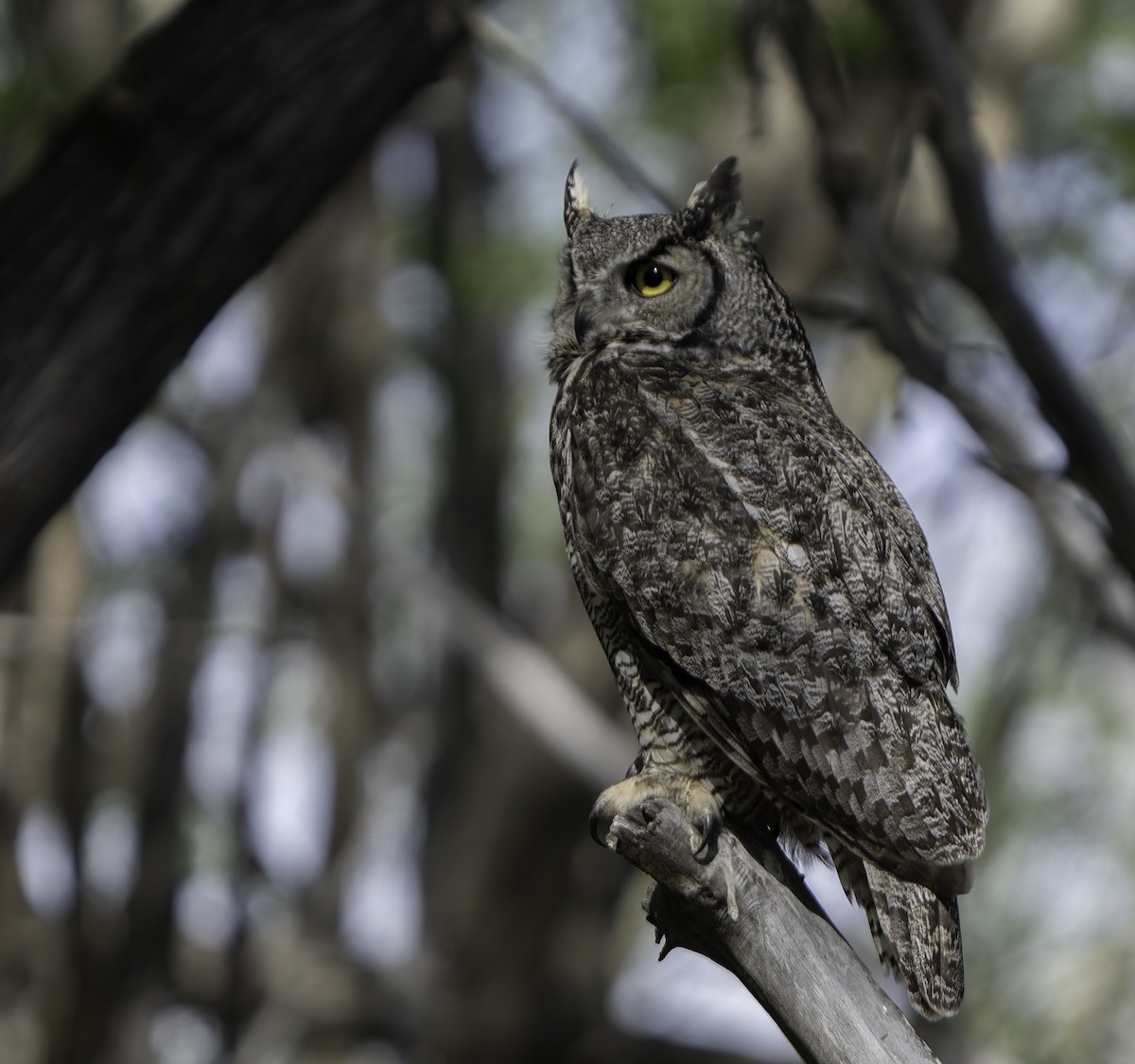 Great Horned Owl - ML619066708
