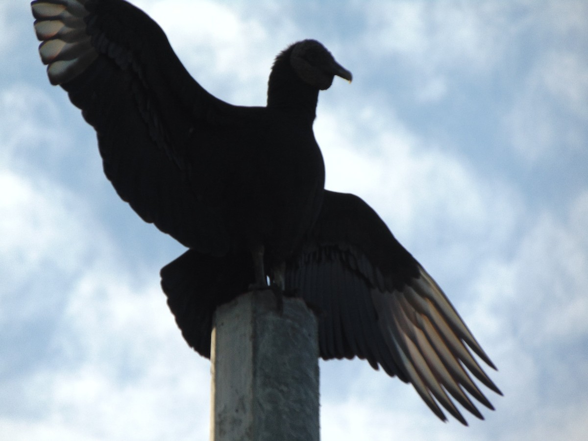 Black Vulture - ML619066761