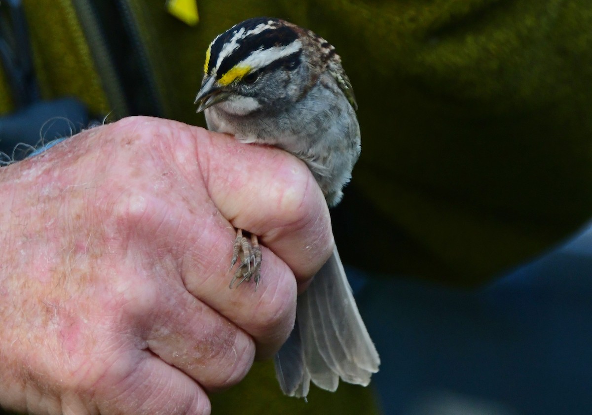 White-throated Sparrow - ML619066847