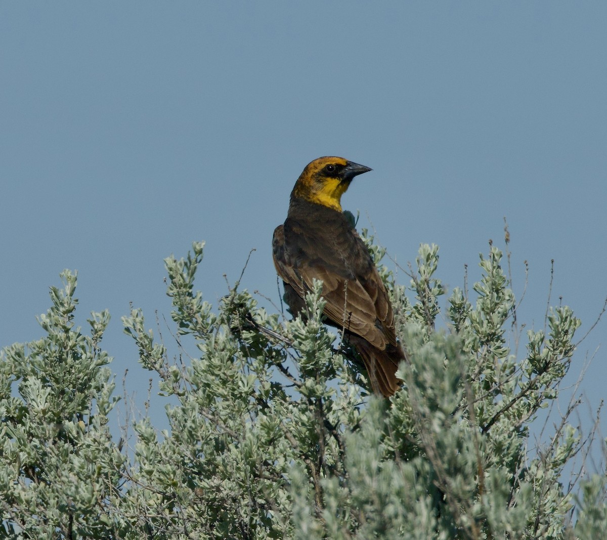 Yellow-headed Blackbird - ML619066867