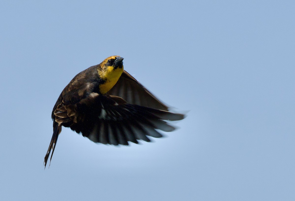 Yellow-headed Blackbird - ML619066868