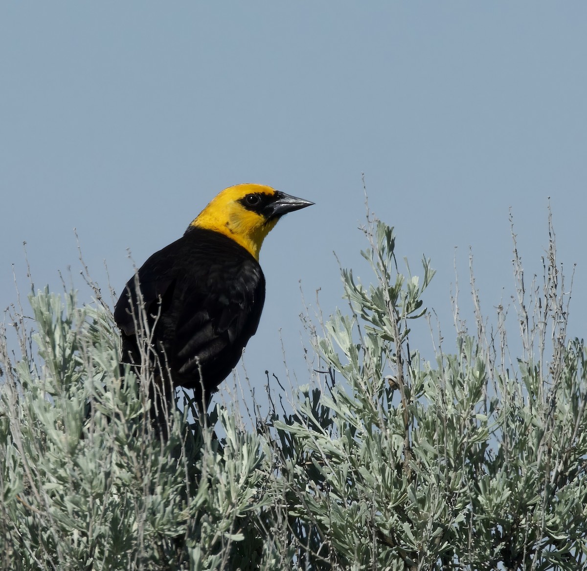 Yellow-headed Blackbird - ML619066869