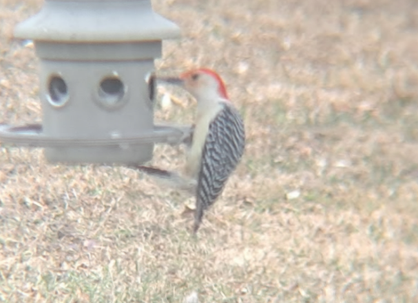 Red-bellied Woodpecker - ML619066902
