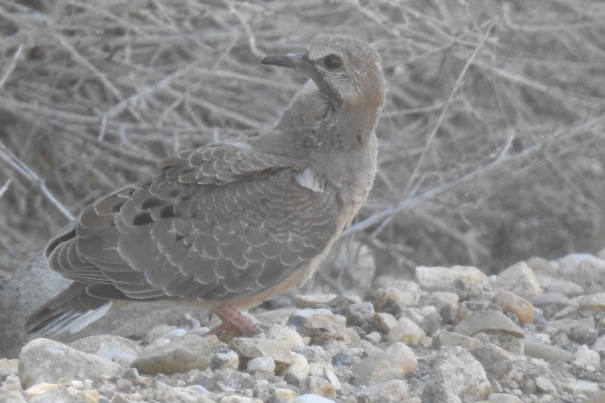 Mourning Dove - JC Clancy