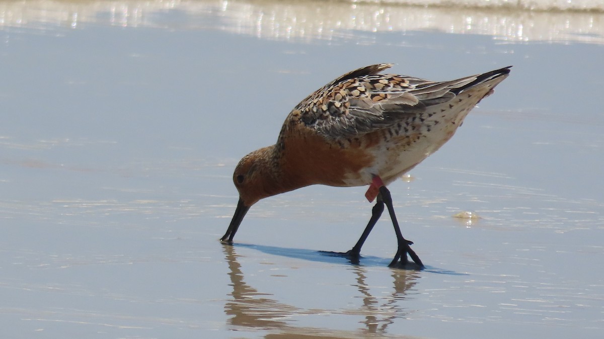 Red Knot - ML619066935