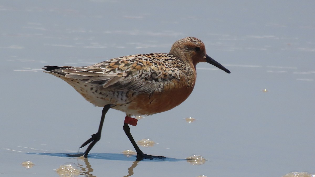 Red Knot - ML619066936