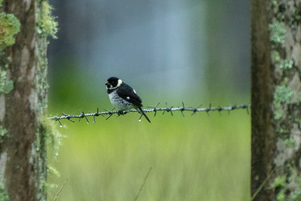 Variable Seedeater - ML619066948
