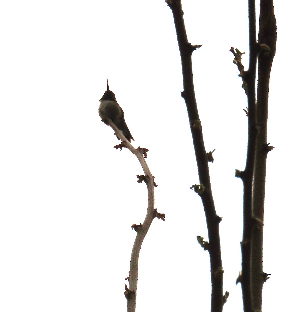 Yakut Boğazlı Kolibri - ML619067024