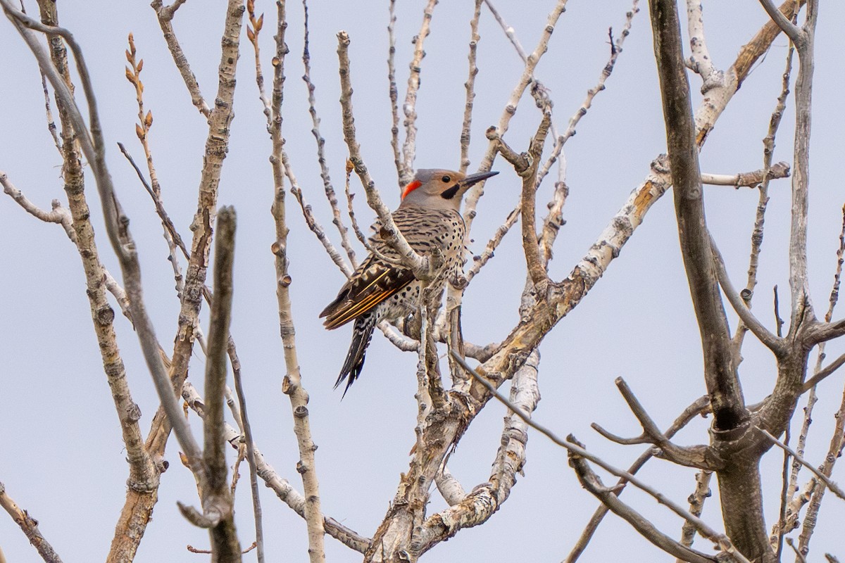Northern Flicker (Yellow-shafted) - ML619067038