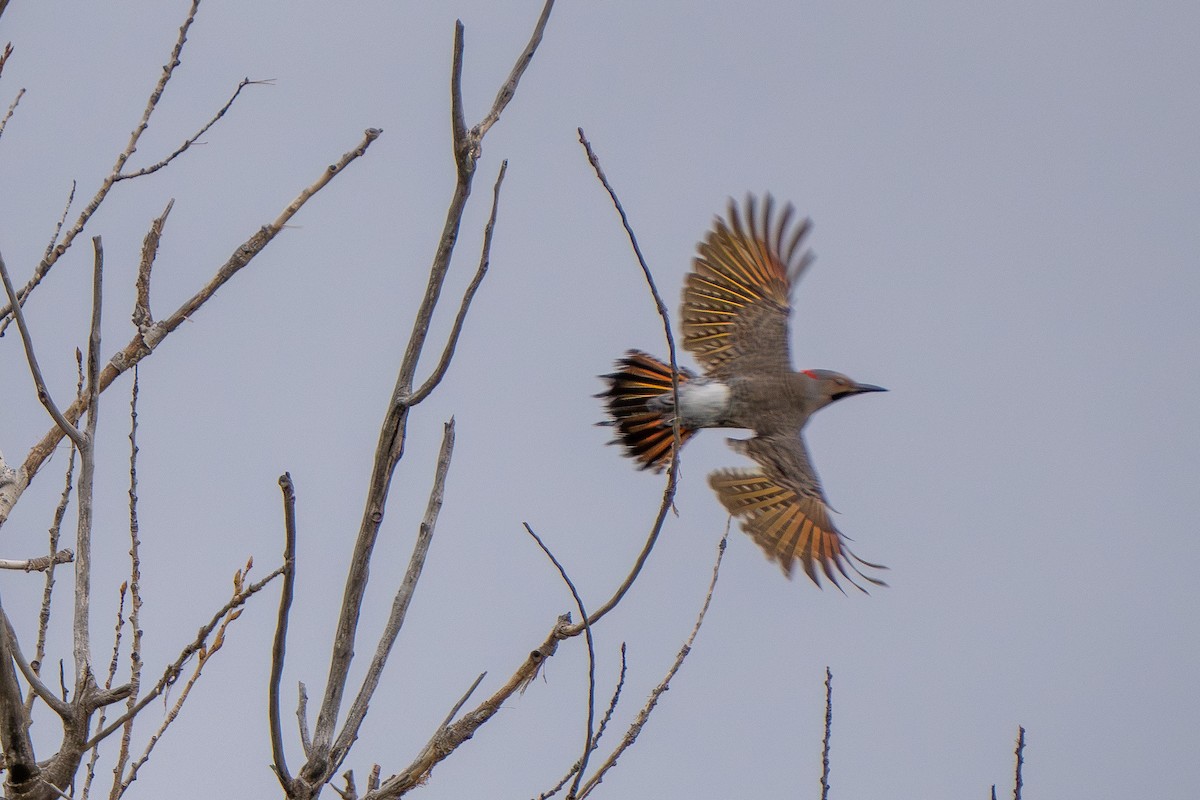 Northern Flicker (Yellow-shafted) - ML619067039