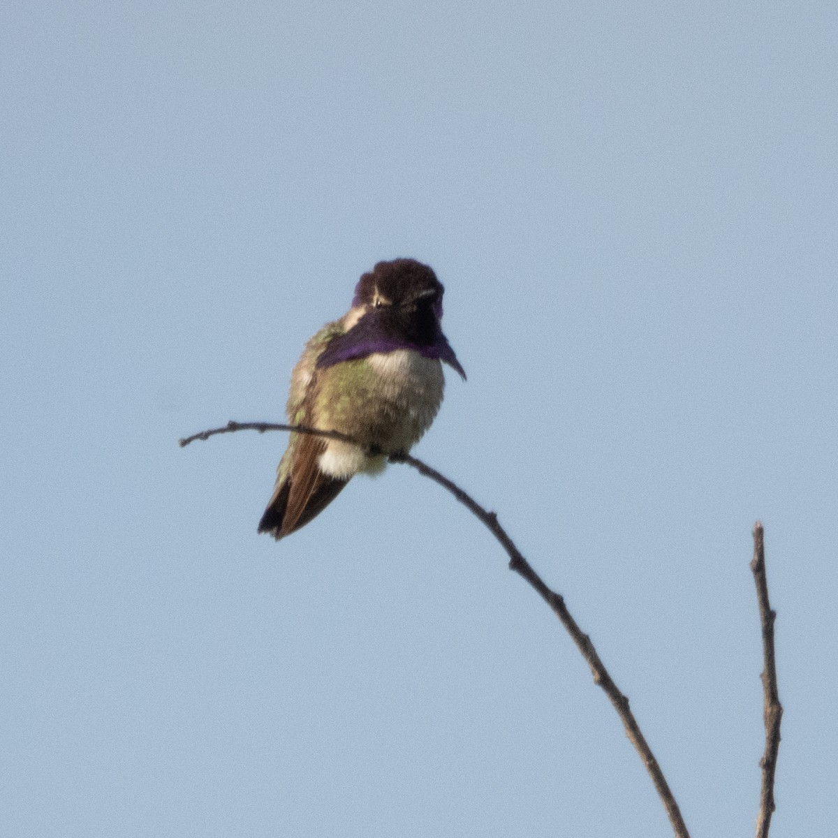 Costa's Hummingbird - ML619067074