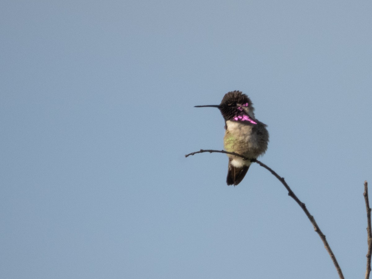 Costa's Hummingbird - ML619067077
