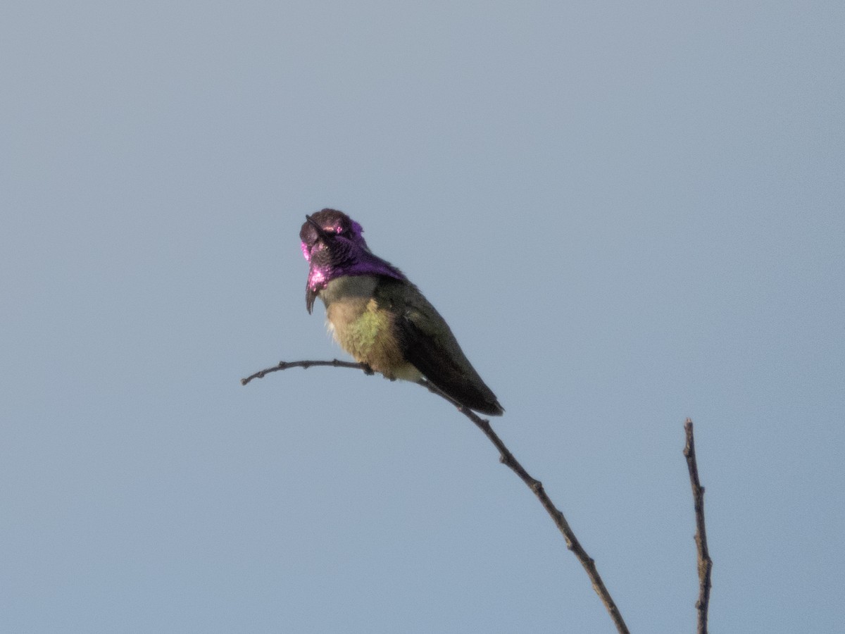 Costa's Hummingbird - ML619067086