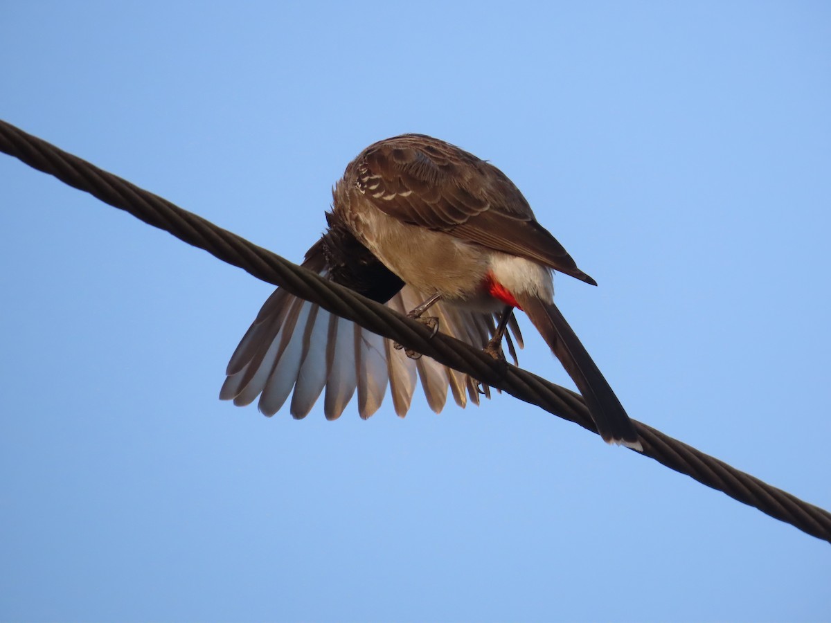 Red-vented Bulbul - ML619067112