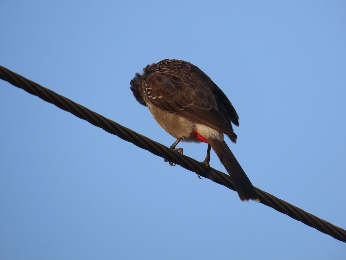 Red-vented Bulbul - ML619067113