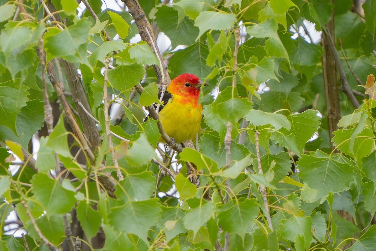 Western Tanager - ML619067172