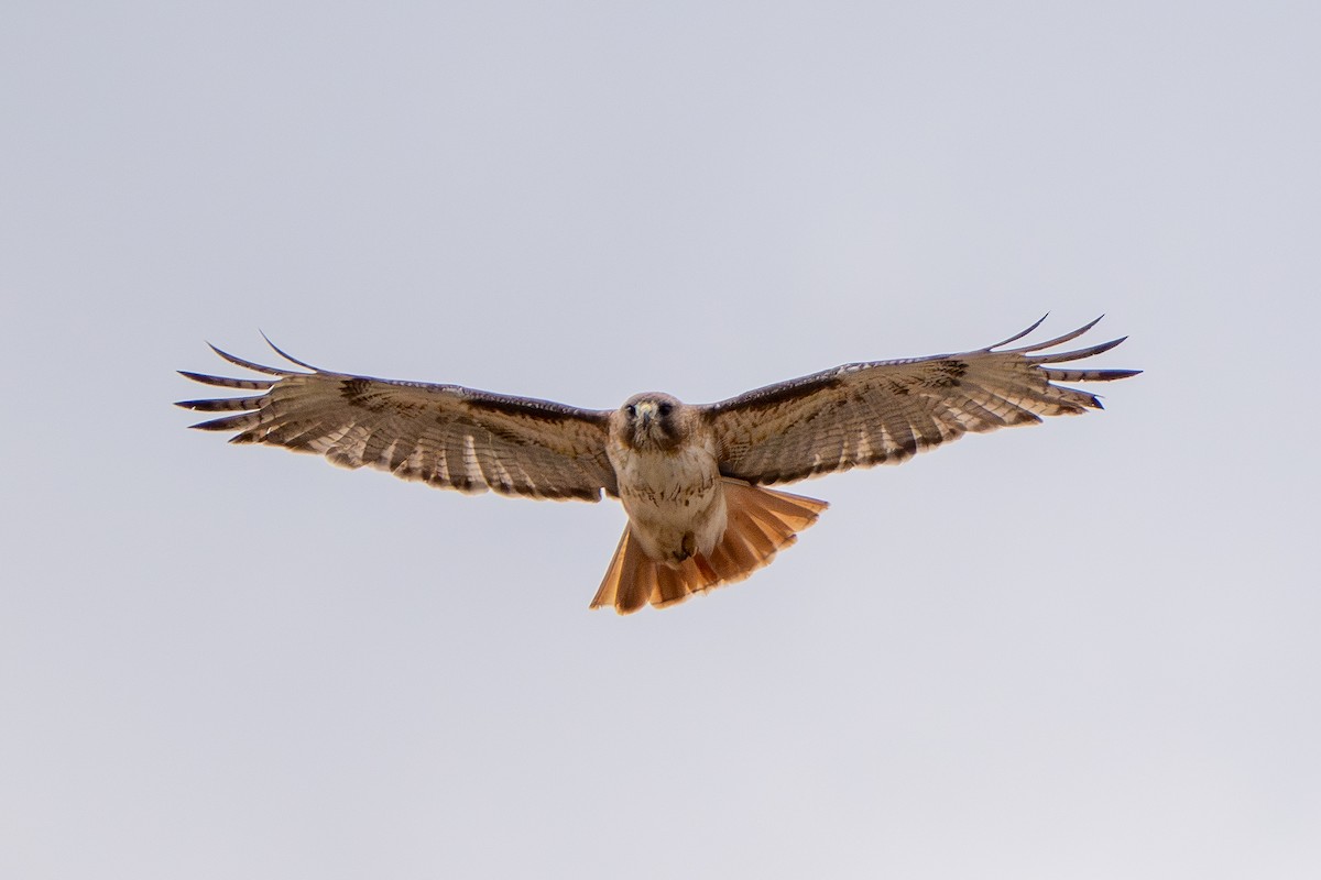 Red-tailed Hawk - ML619067234