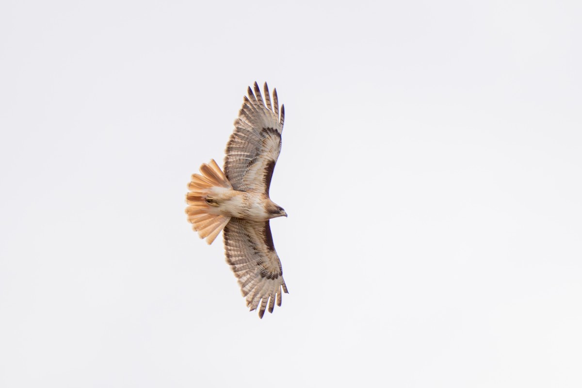 Red-tailed Hawk - ML619067235