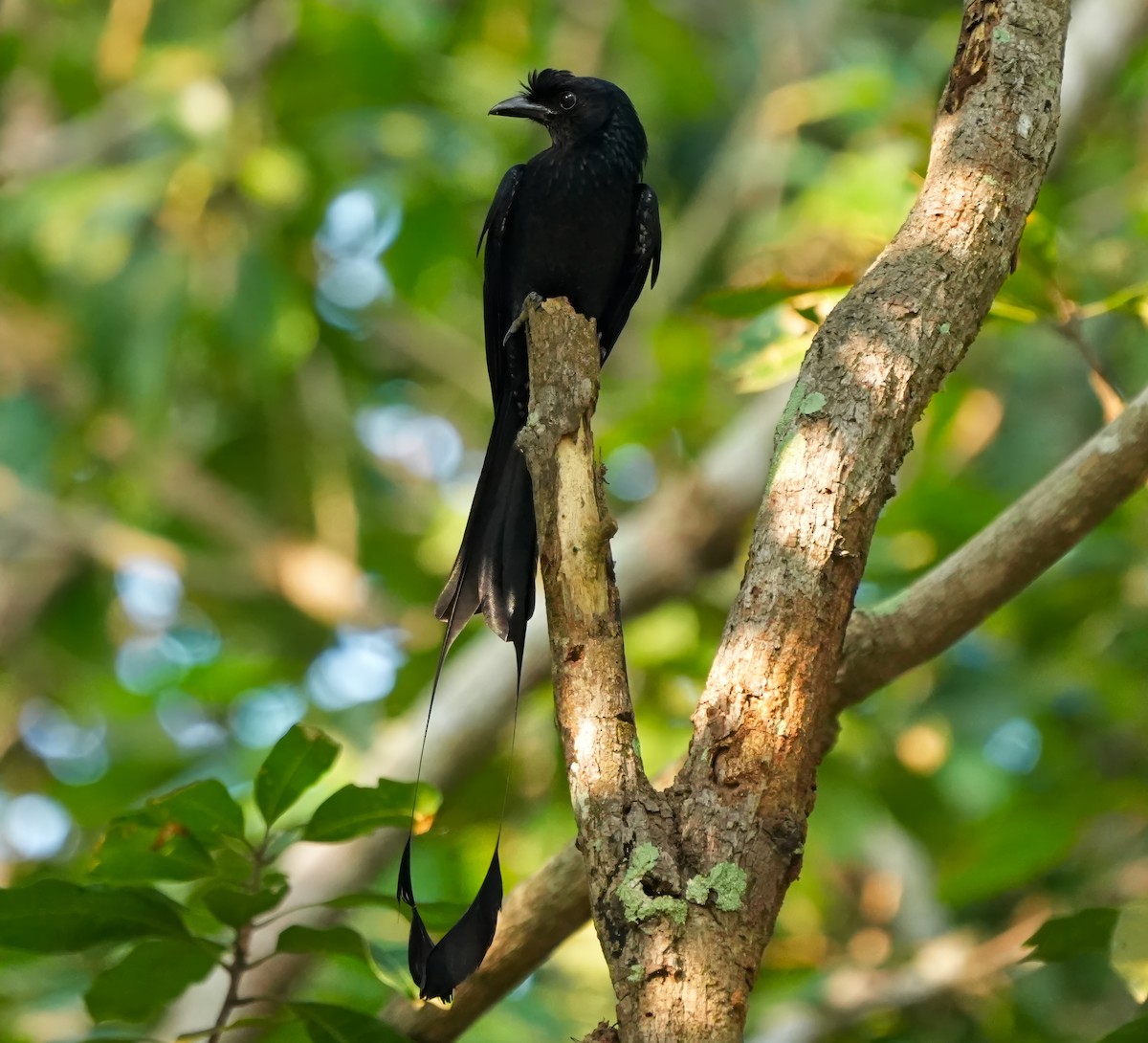 Greater Racket-tailed Drongo - ML619067244